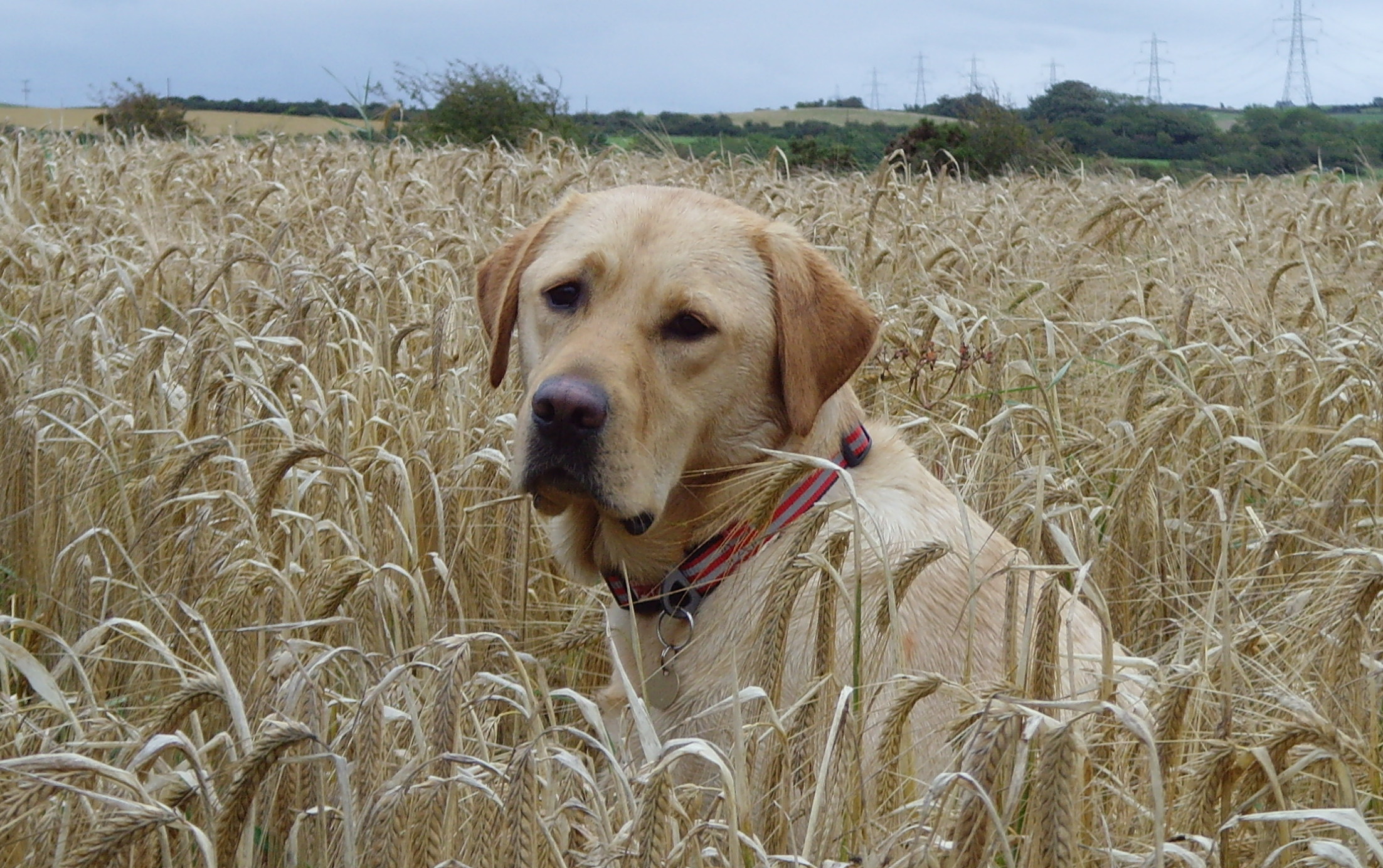 a photo a my old family dog Ollie a golden labrador. He is sitting in a wheat field with his head turned back towards the camera in a central portrait pose.